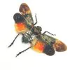 Lantern Fly (Penthicodes farinosa borneo) Insect - TaxidermyArtistry