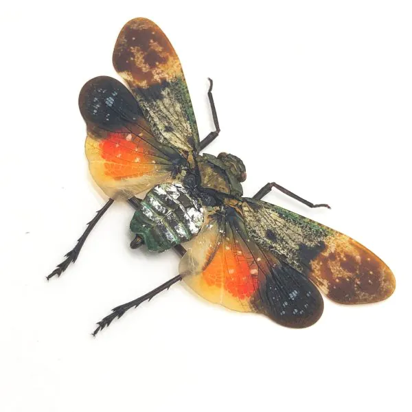 Lantern Fly (Penthicodes farinosa borneo) Insect - TaxidermyArtistry