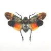 Lantern Fly (Penthicodes farinosa borneo) Insect - TaxidermyArtistry