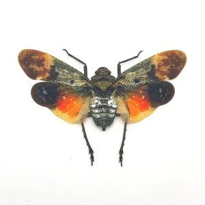 Lantern Fly (Penthicodes farinosa borneo) Insect - TaxidermyArtistry