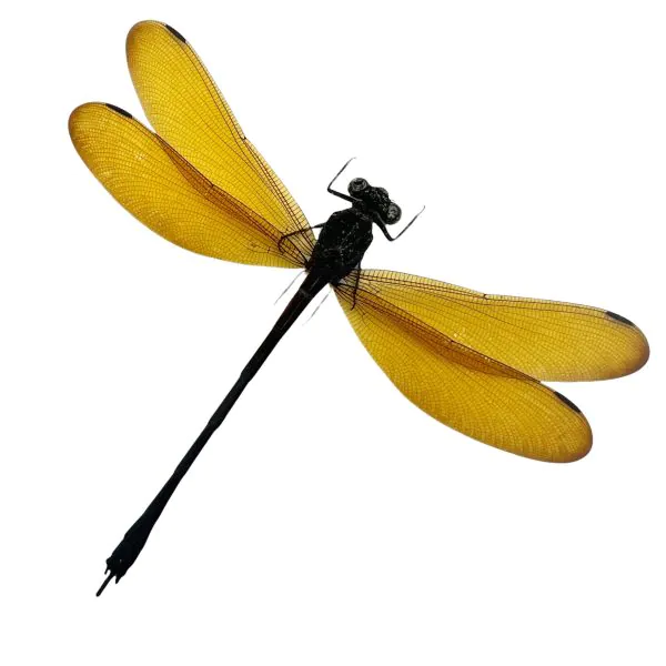 Lara Damselfly (Euphaea lara) Specimen - TaxidermyArtistry