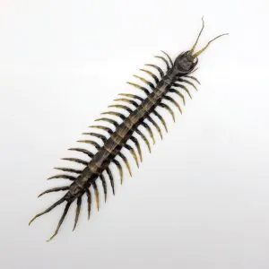 Large Centipede 16CM (Scolopendrida sp) - TaxidermyArtistry