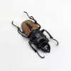 Large Odontolabis ludekingi Stag Beetle - TaxidermyArtistry
