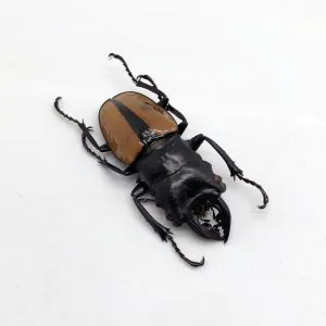 Large Odontolabis ludekingi Stag Beetle - TaxidermyArtistry