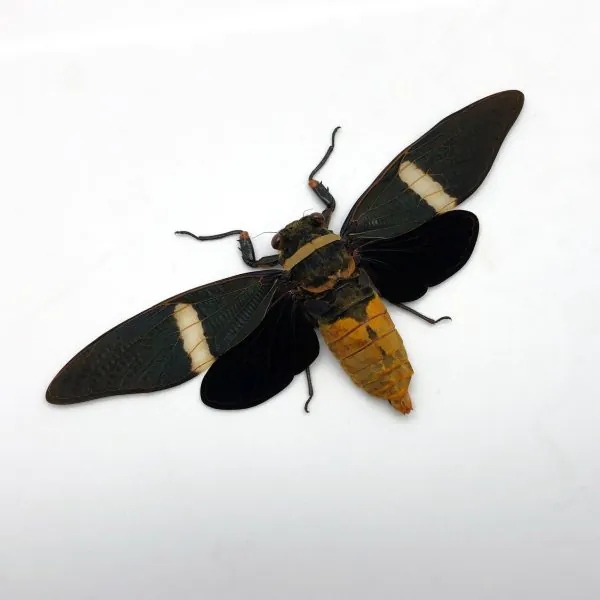 Large Orange Cicada (Tosena albata) - TaxidermyArtistry