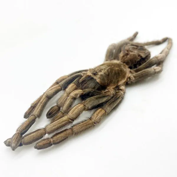 Large Rusty Birdeater Tarantula Spider (Acanthoscurria ferina) - TaxidermyArtistry