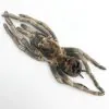 Large Rusty Birdeater Tarantula Spider (Acanthoscurria ferina) - TaxidermyArtistry