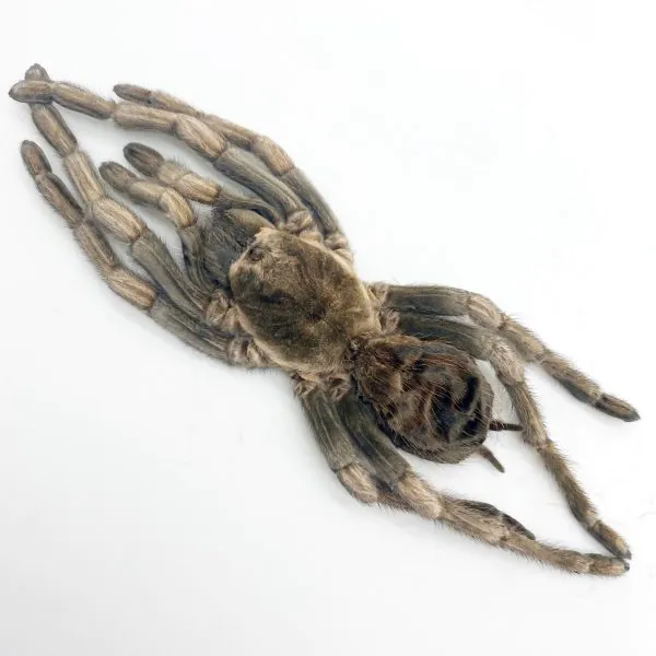 Large Rusty Birdeater Tarantula Spider (Acanthoscurria ferina) - TaxidermyArtistry