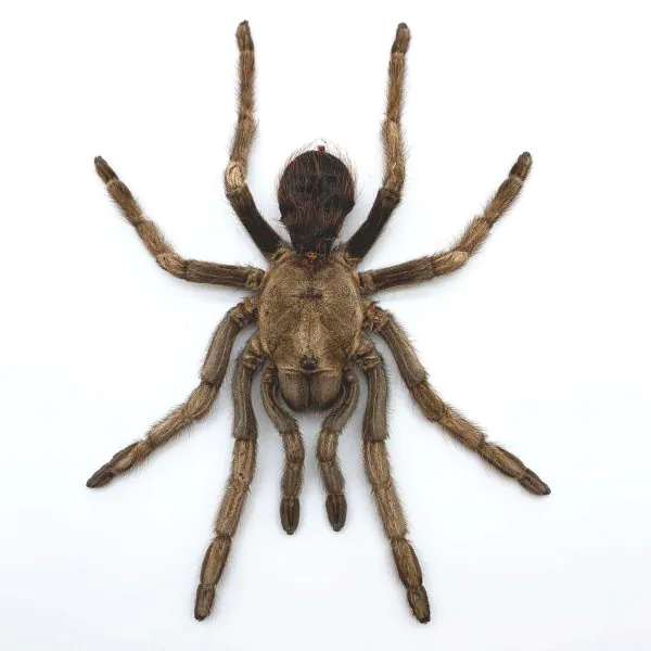 Large Rusty Birdeater Tarantula Spider (Acanthoscurria ferina) (SPREAD) - TaxidermyArtistry