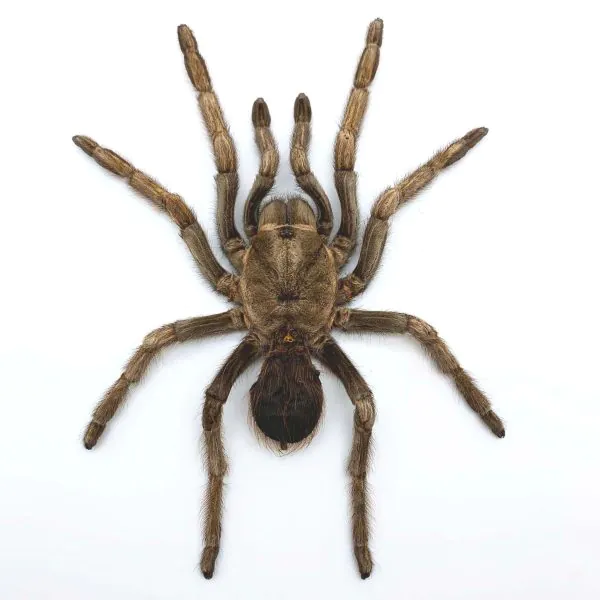 Large Rusty Birdeater Tarantula Spider (Acanthoscurria ferina) (SPREAD) - TaxidermyArtistry