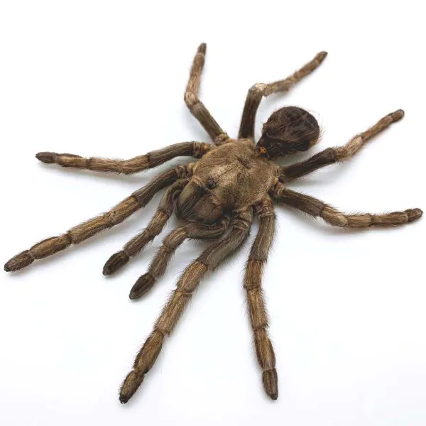 Large Rusty Birdeater Tarantula Spider (Acanthoscurria ferina) (SPREAD) - TaxidermyArtistry