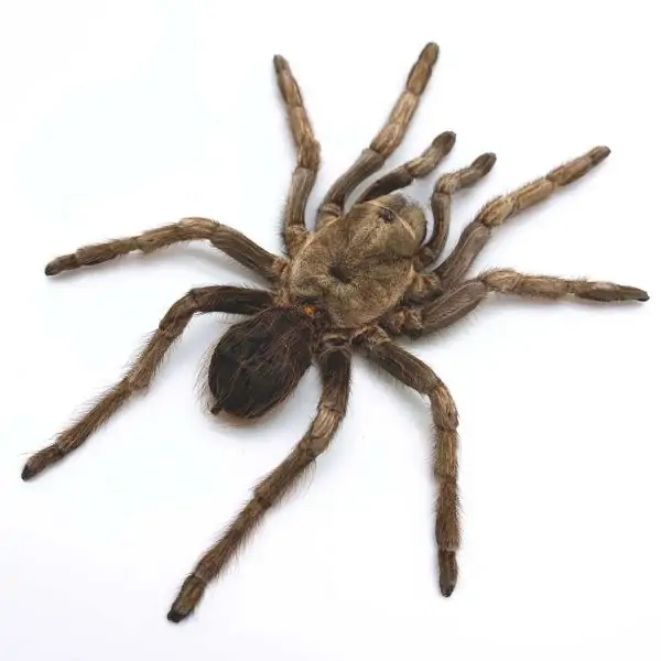 Large Rusty Birdeater Tarantula Spider (Acanthoscurria ferina) (SPREAD) - TaxidermyArtistry