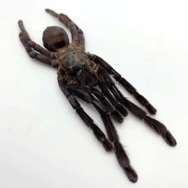 Large Spider Tarantula (Haplopelma minax) - TaxidermyArtistry