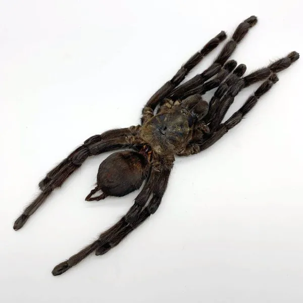 Large Spider Tarantula (Haplopelma minax) - TaxidermyArtistry