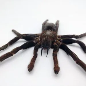 LARGE SPREAD Taxidermy Tarantula Spider Eurypelma spinicrus - TaxidermyArtistry