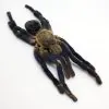 Large Taxidermy Cobalt Blue Tarantula (haplopelma lividum) (F) - TaxidermyArtistry