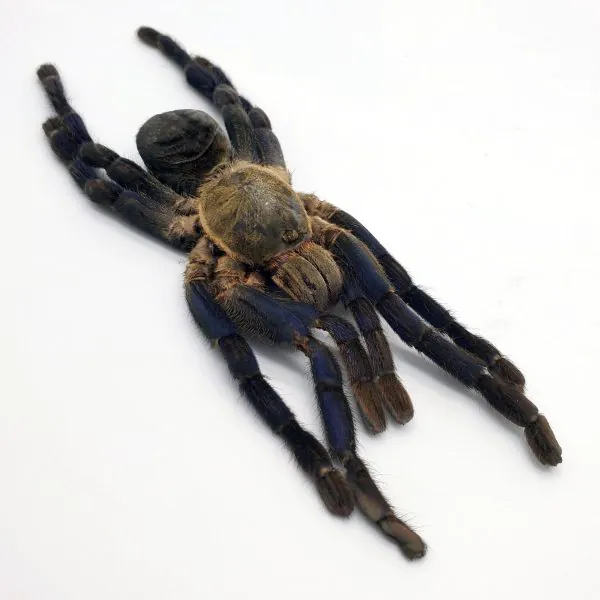 Large Taxidermy Cobalt Blue Tarantula (haplopelma lividum) (F) - TaxidermyArtistry