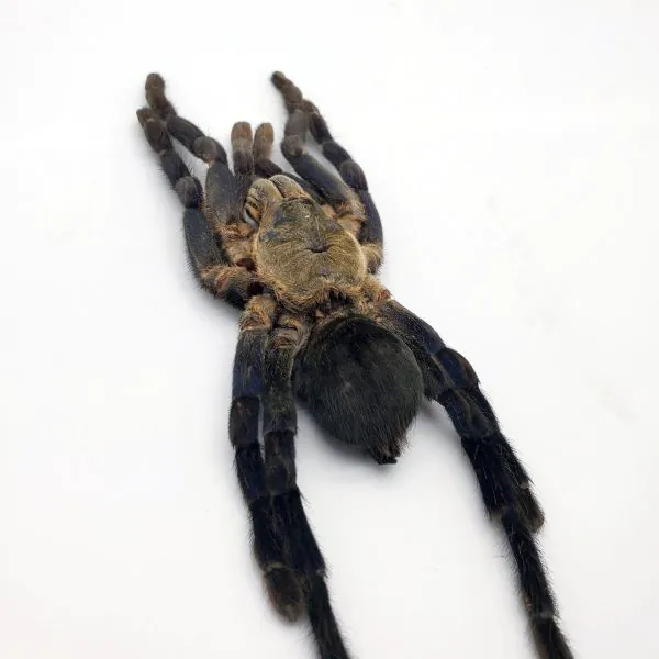 Large Taxidermy Cobalt Blue Tarantula (haplopelma lividum) (F) - TaxidermyArtistry
