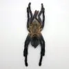 Large Taxidermy Cobalt Blue Tarantula (haplopelma lividum) (F) - TaxidermyArtistry