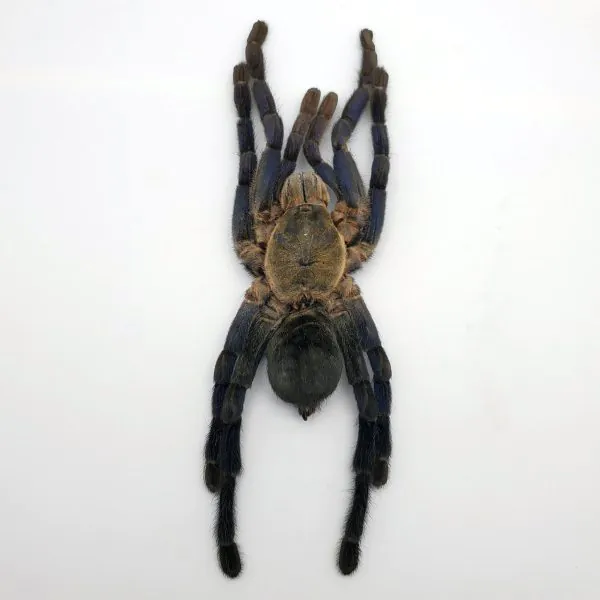 Large Taxidermy Cobalt Blue Tarantula (haplopelma lividum) (F) - TaxidermyArtistry