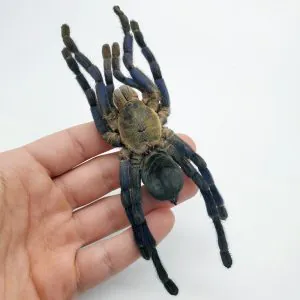 Large Taxidermy Cobalt Blue Tarantula (haplopelma lividum) (F) - TaxidermyArtistry