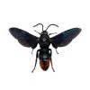 Large Wasp Megascolia azurea - TaxidermyArtistry
