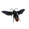 Large Wasp Megascolia azurea - TaxidermyArtistry