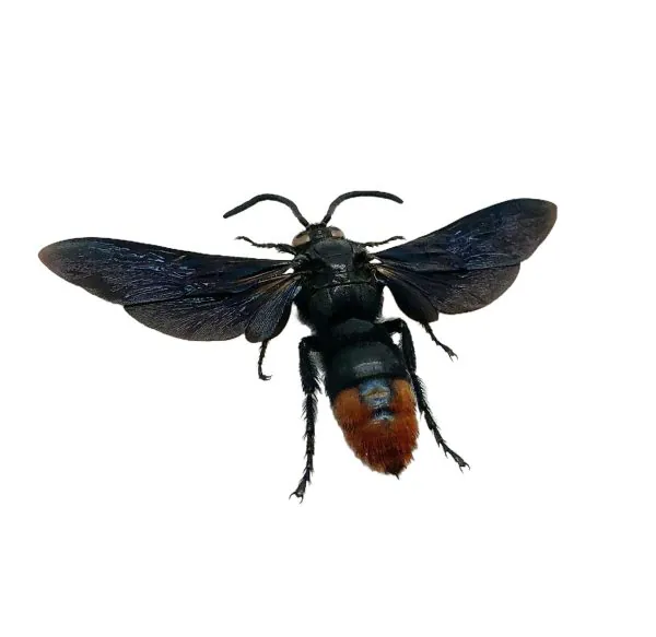 Large Wasp Megascolia azurea - TaxidermyArtistry