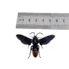 Large Wasp Megascolia azurea - TaxidermyArtistry