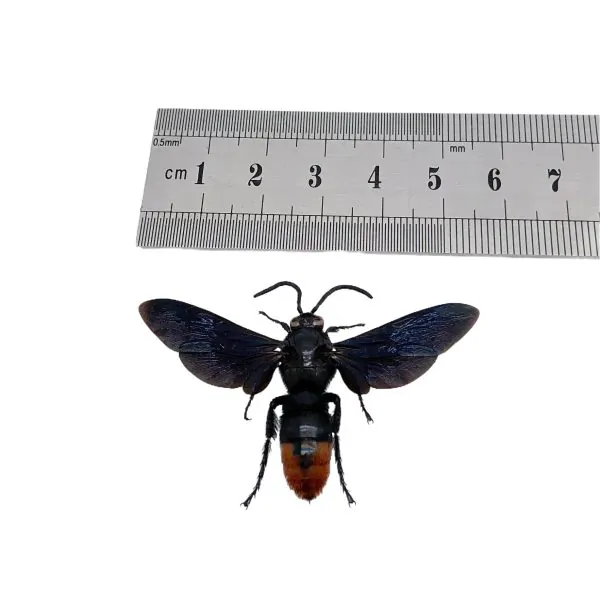 Large Wasp Megascolia azurea - TaxidermyArtistry