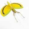 Large Yellow Phasmidae (Eurynecroscia nigrofasciata) (Spread) (M) - TaxidermyArtistry