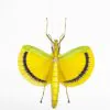 Large Yellow Phasmidae (Eurynecroscia nigrofasciata) (Spread) (M) - TaxidermyArtistry