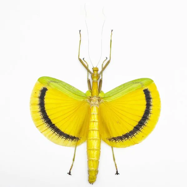 Large Yellow Phasmidae (Eurynecroscia nigrofasciata) (Spread) (M) - TaxidermyArtistry