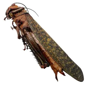 Largest Brown Grasshopper (Tropidacris dux) (F) Insect - TaxidermyArtistry