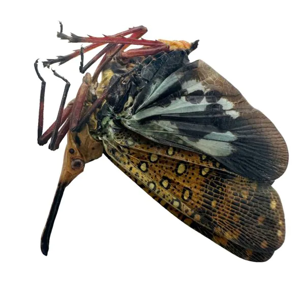 Leafhopper Lanternfly (Saiva Bullata) - TaxidermyArtistry