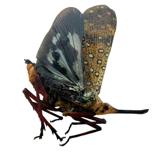 Leafhopper Lanternfly (Saiva Bullata) - TaxidermyArtistry