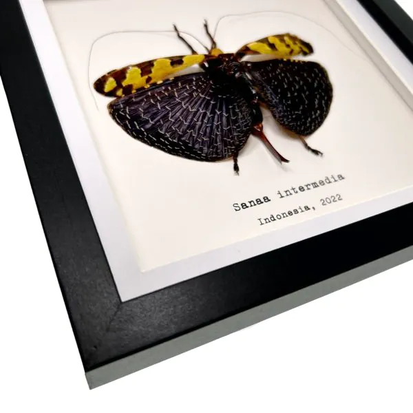 Long Horned Grasshopper flower/leaf mimic Frame (Sanaa intermedia) - TaxidermyArtistry