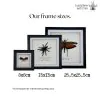 Long Horned Grasshopper flower/leaf mimic Frame (Sanaa intermedia) - TaxidermyArtistry