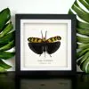Long Horned Grasshopper flower/leaf mimic Frame (Sanaa intermedia) - TaxidermyArtistry