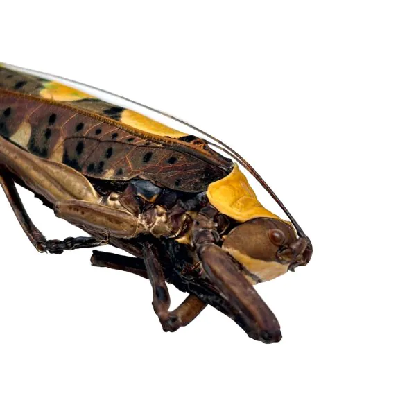 Long Horned Grasshopper flower/leaf mimic katydid (Sanaa intermedia) - TaxidermyArtistry
