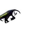 Long Nosed Green Weevil (Paratasis elegans) - TaxidermyArtistry