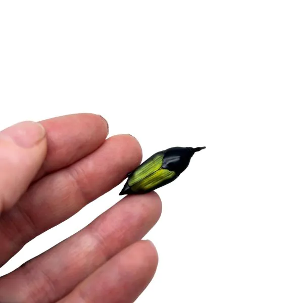 Long Nosed Green Weevil (Paratasis elegans) - TaxidermyArtistry