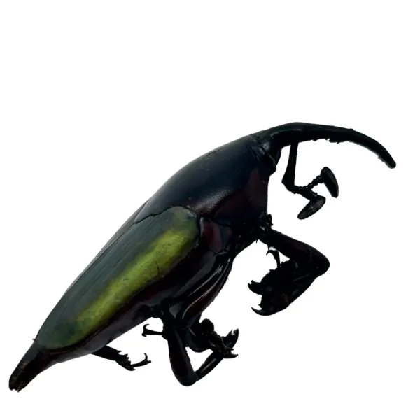 Long Nosed Green Weevil (Paratasis elegans) - TaxidermyArtistry