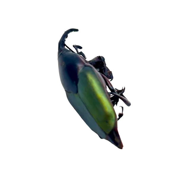 Long Nosed Green Weevil (Paratasis elegans) - TaxidermyArtistry