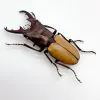 Longjaw Beetle cyclommatus bicolor Insect - TaxidermyArtistry