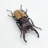 Longjaw Beetle cyclommatus bicolor Insect - TaxidermyArtistry