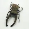 Longjaw Beetle Cyclommatus canaliculatus Insect - TaxidermyArtistry