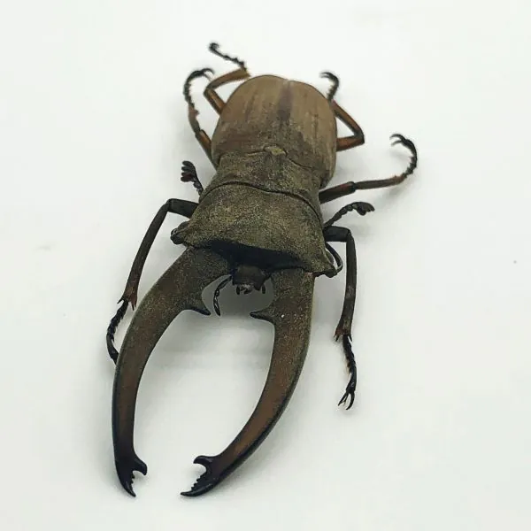 Longjaw Beetle Cyclommatus canaliculatus Insect - TaxidermyArtistry