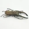 Longjaw Beetle Cyclommatus canaliculatus Insect - TaxidermyArtistry