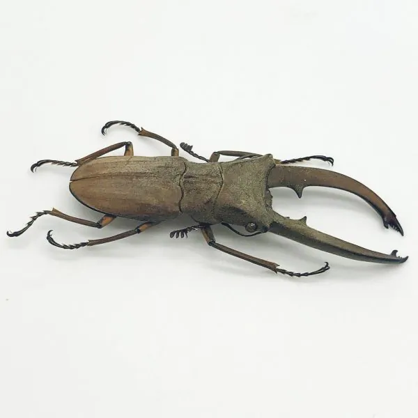 Longjaw Beetle Cyclommatus canaliculatus Insect - TaxidermyArtistry